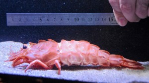 phpThumb_generated_thumbnail (1)